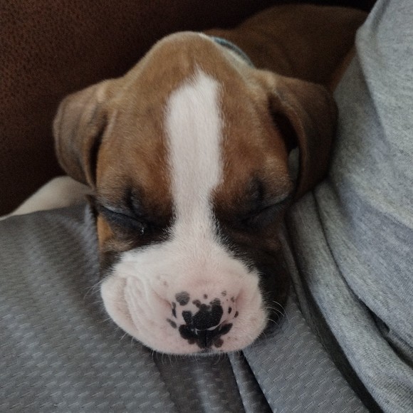 Meet your Posher, Crystal - Picture 1 of 1